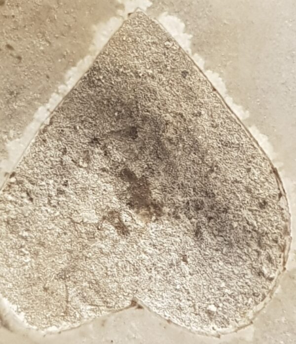 Buddha. LP Tuad . year 2497. very rare and exclusive. - Image 7